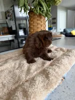 Mason, a male Shih Tzu for sale in Columbia City, IN – 2 of 3