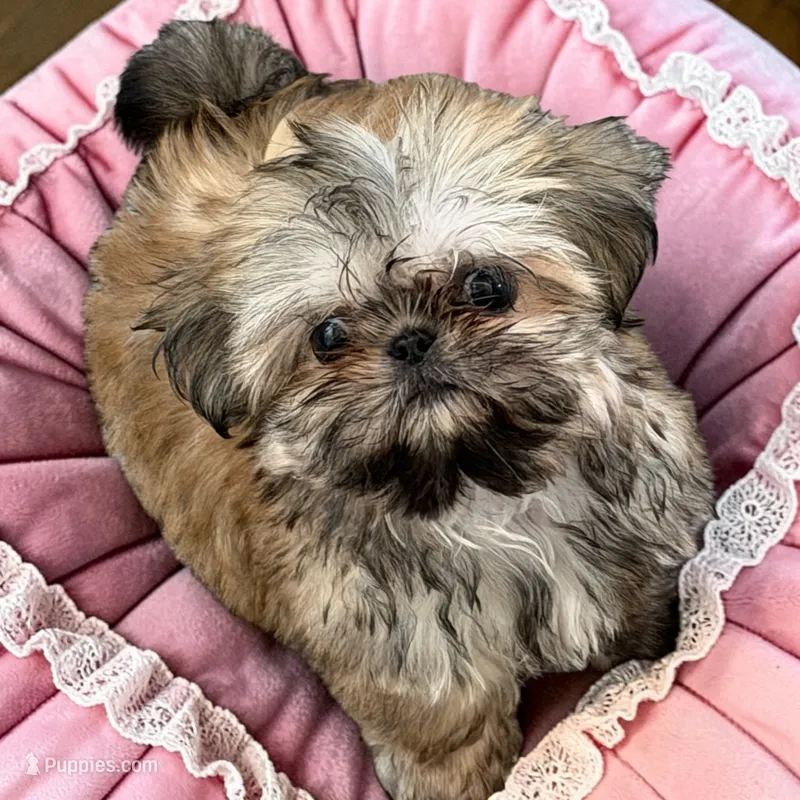 Angel – Shih Tzu puppy for sale in Columbia City, IN