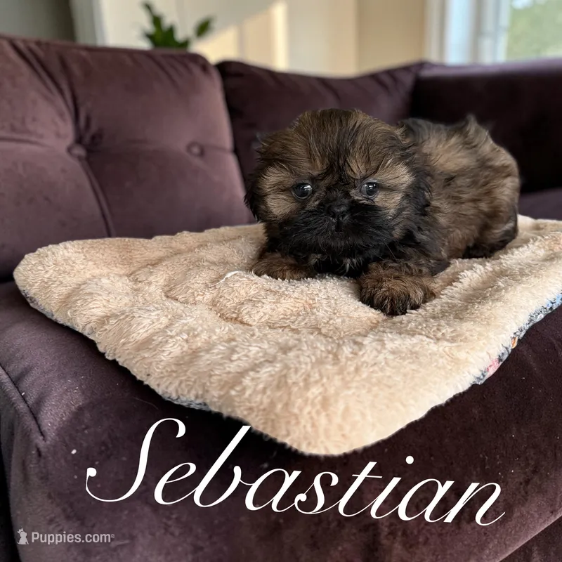 Sebastian – Shih Tzu puppy for sale in Columbia City, IN