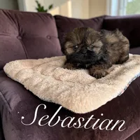 Sebastian, a male Shih Tzu for sale in Columbia City, IN – 3 of 4