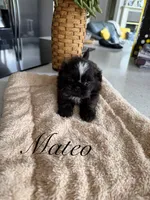 Mateo, a male Shih Tzu for sale in Columbia City, IN – 3 of 5