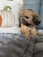 Sawyer, a male Shih Tzu for sale in Columbia City, IN – 3 of 4