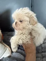 Pistachio, a male Shih Tzu for sale in Columbia City, IN – 3 of 3