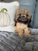 Sawyer, a male Shih Tzu for sale in Columbia City, IN – 1 of 4
