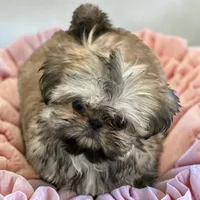 Angel, a female Shih Tzu for sale in Columbia City, IN – 3 of 3