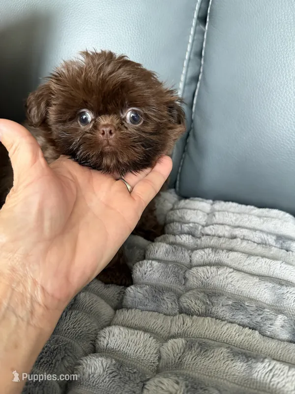 Mason – Shih Tzu puppy for sale in Columbia City, IN