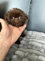 Mason, a male Shih Tzu for sale in Columbia City, IN – 1 of 3