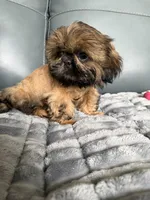 Sebastian, a male Shih Tzu for sale in Columbia City, IN – 4 of 4