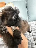 Mateo, a male Shih Tzu for sale in Columbia City, IN – 2 of 5