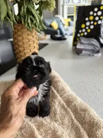 Mateo, a male Shih Tzu for sale in Columbia City, IN – 5 of 5