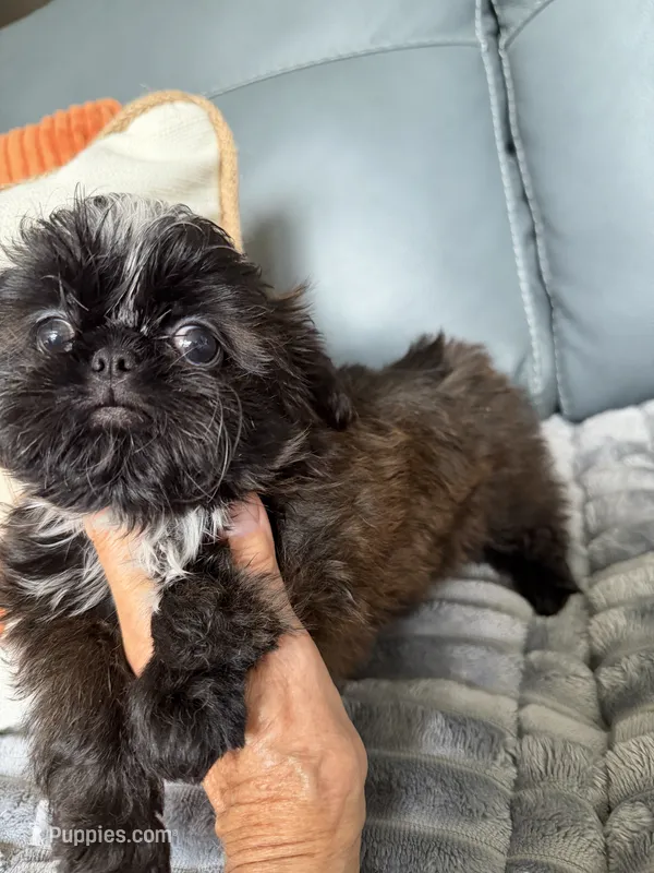 Mateo – Shih Tzu puppy for sale in Columbia City, IN