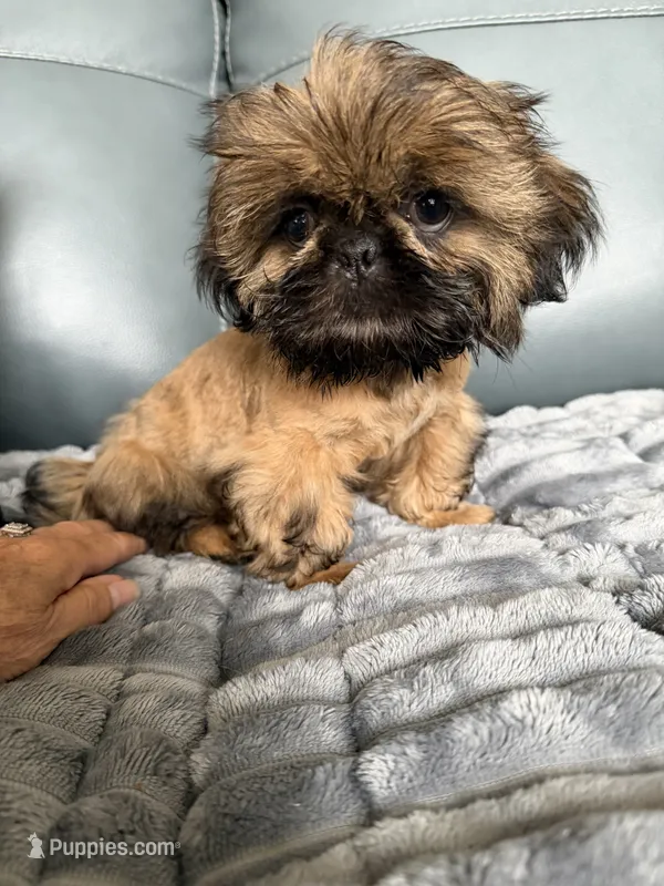 Sebastian – Shih Tzu puppy for sale in Columbia City, IN