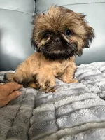 Sebastian, a male Shih Tzu for sale in Columbia City, IN – 1 of 4