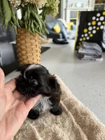 Mateo, a male Shih Tzu for sale in Columbia City, IN – 4 of 5