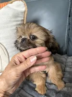 Sawyer, a male Shih Tzu for sale in Columbia City, IN – 2 of 4