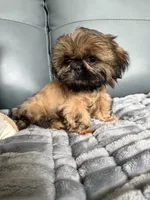 Sebastian, a male Shih Tzu for sale in Columbia City, IN – 2 of 4