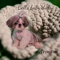 Preston, a male Shih Tzu for sale in Columbia City, IN – 3 of 3