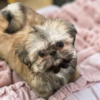 Angel, a female Shih Tzu for sale in Columbia City, IN – 2 of 3