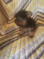 Gigi, a female Yorkshire Terrier for sale in West Plains, MO – 3 of 4