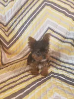 Benji, a male Yorkshire Terrier for sale in West Plains, MO – 3 of 4