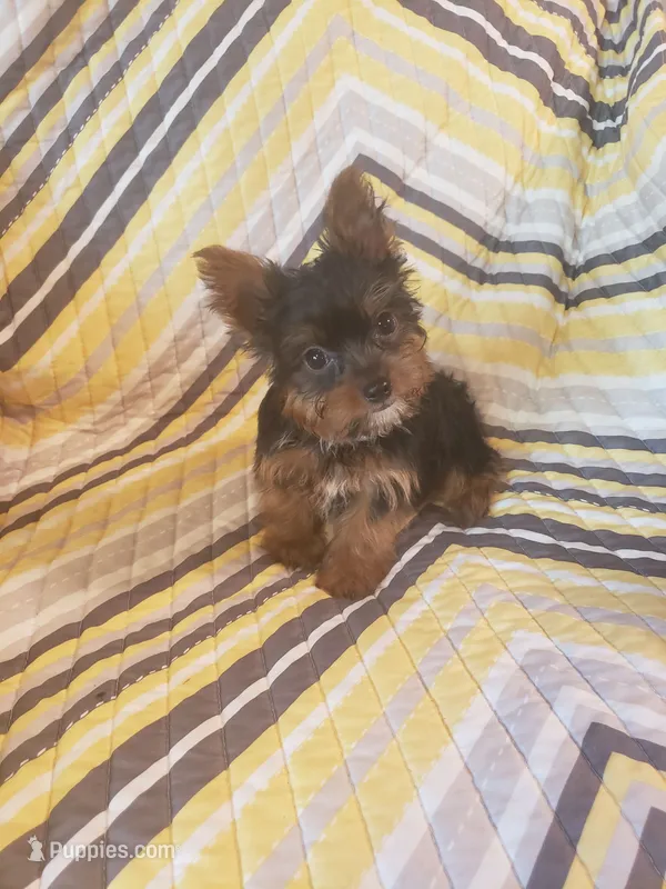 Benji – Yorkshire Terrier puppy for sale in West Plains, MO