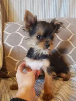 Jasmine, a female Yorkshire Terrier for sale in West Plains, MO – Photo 1 of 2