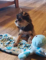 Jasmine, a female Yorkshire Terrier for sale in West Plains, MO – Photo 2 of 2