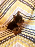 Benji, a male Yorkshire Terrier for sale in West Plains, MO – 3 of 4