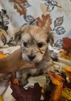 Maxwell, a male Morkie for sale in West Plains, MO – 1 of 4