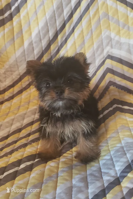 Gigi – Yorkshire Terrier puppy for sale in West Plains, MO
