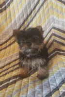 Gigi, a female Yorkshire Terrier for sale in West Plains, MO – 1 of 4