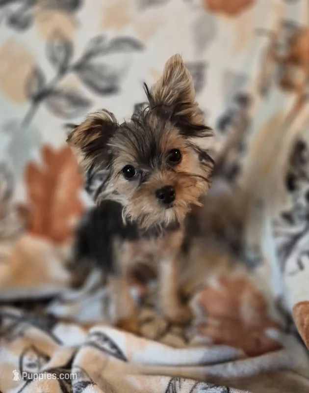 Starla – Yorkshire Terrier puppy for sale in West Plains, MO