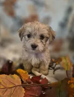Paris, a female Morkie for sale in West Plains, MO – 3 of 4