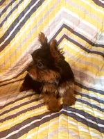 Benji, a male Yorkshire Terrier for sale in West Plains, MO – 2 of 4