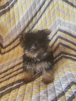 Gigi, a female Yorkshire Terrier for sale in West Plains, MO – 2 of 4