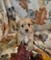 Paris, a female Morkie for sale in West Plains, MO – 2 of 4