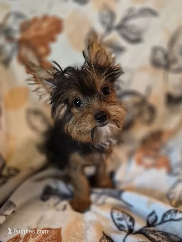 Benji – Yorkshire Terrier puppy for sale in West Plains, MO