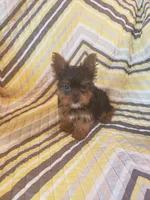 Benji, a male Yorkshire Terrier for sale in West Plains, MO – 4 of 4