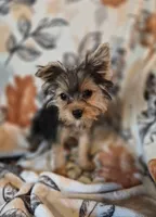Starla, a female Yorkshire Terrier for sale in West Plains, MO – 2 of 4