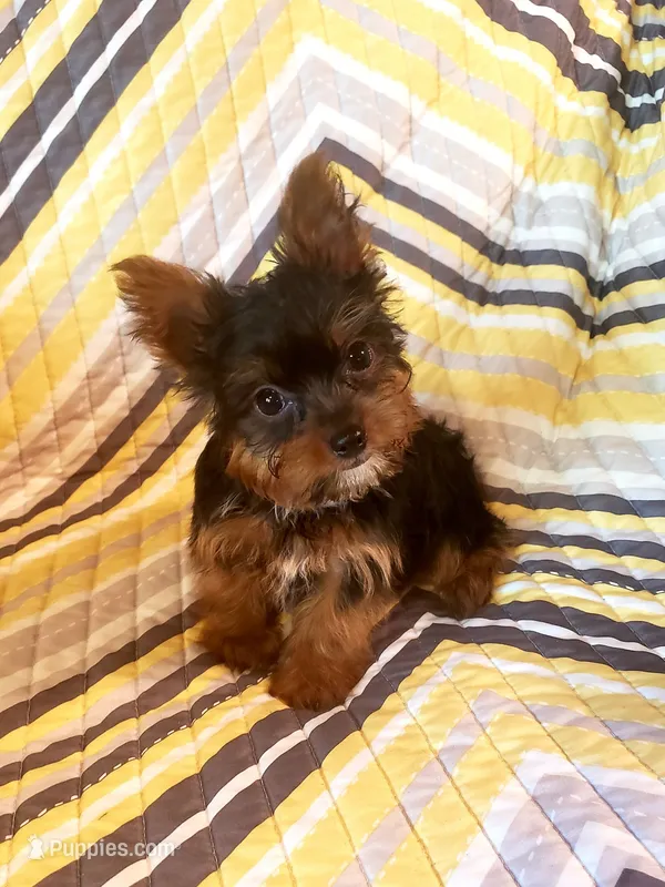 Benji – Yorkshire Terrier puppy for sale in West Plains, MO