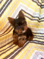 Benji, a male Yorkshire Terrier for sale in West Plains, MO – 1 of 4
