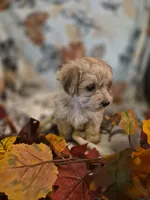Paris, a female Morkie for sale in West Plains, MO – 4 of 4