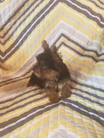 Benji, a male Yorkshire Terrier for sale in West Plains, MO – 2 of 4