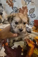 Maxwell, a male Morkie for sale in West Plains, MO – 4 of 4