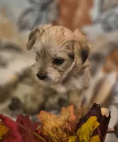 Dior, a male Morkie for sale in West Plains, MO – 3 of 4