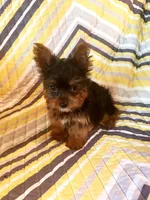 Benji, a male Yorkshire Terrier for sale in West Plains, MO – 4 of 4