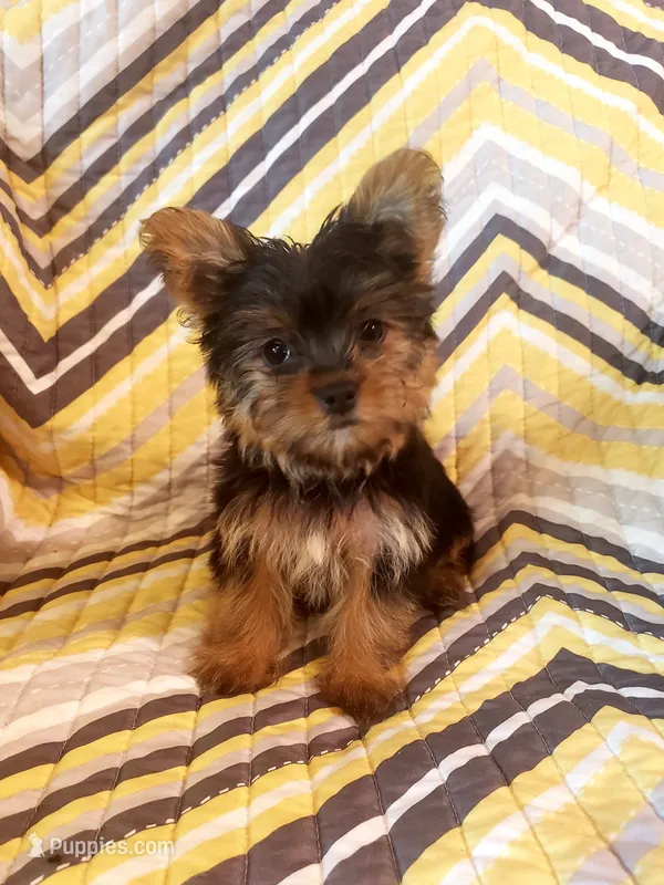 Stella – Yorkshire Terrier puppy for sale in West Plains, MO