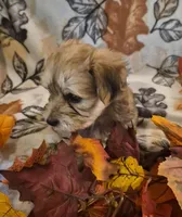 Maxwell, a male Morkie for sale in West Plains, MO – 3 of 4