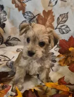 Maxwell, a male Morkie for sale in West Plains, MO – 2 of 4