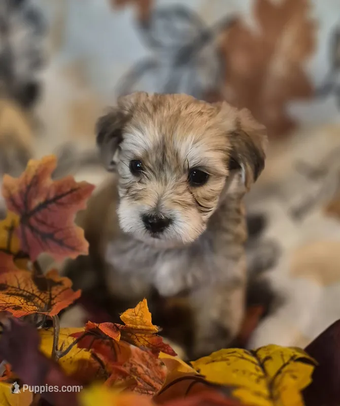 Dior – Morkie puppy for sale in West Plains, MO